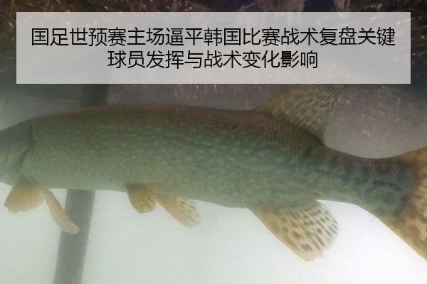 guo-zu-shi-yu-sai-zhu-chang-bi-ping-han-guo-bi-sai-zhan-shu-fu-pan-guan-jian-qiu-yuan-fa-hui-yu-zhan-shu-bian-hua-ying-3-830.jpg
